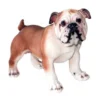 Bulldog 34 Cm