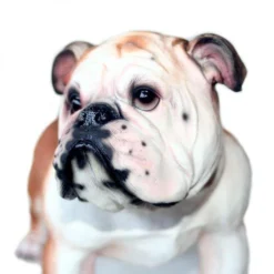 Bulldog 34 Cm -Promos Nid Objet Magasin bulldog 34 cm 2