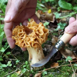 Couteau à Champignons OPINEL- 955 -Promos Nid Objet Magasin couteau a champignons opinel 955 4