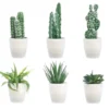 Lot De 6 Faux Cactus Assortis